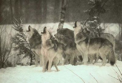 volf01