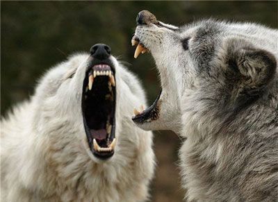 volf03