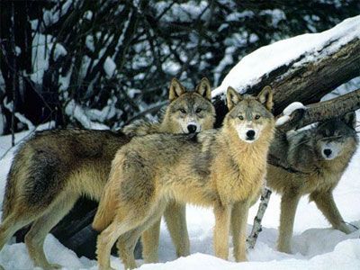 volf04